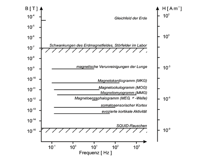 Bild6_MagnetfeldstrkenbiomagnetischerFelderundStrfelder_2.jpg